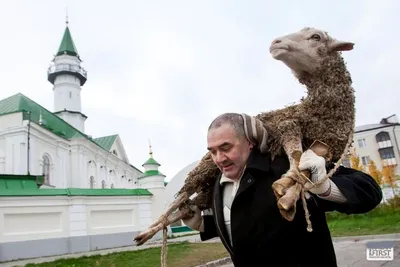 С праздником Курбан-Байрам! | Семейные цитаты, Смешные поздравительные  открытки, Праздничные цитаты