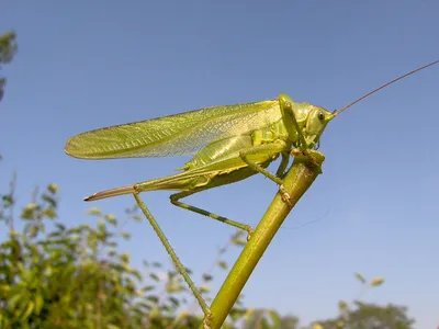 Картинки кузнечика