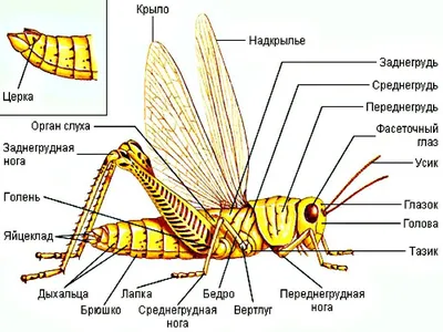 2 кузнечика стоковое фото. изображение насчитывающей экологическо - 34720578