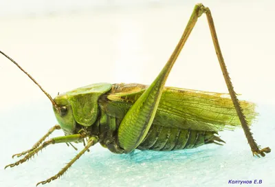 Tettigonia cantans (кузнечик певчий) | НАСЕКОМЫЕ УРАЛА