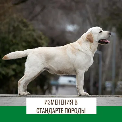 Намордник из кожи для лабрадора «Trained dog» - M51