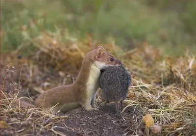 Обыкновенная ласка (лат. Mustela nivalis)