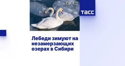 В московских парках рассказали, куда пропадают лебеди с приходом холодов –  Москва 24, 28.10.2020