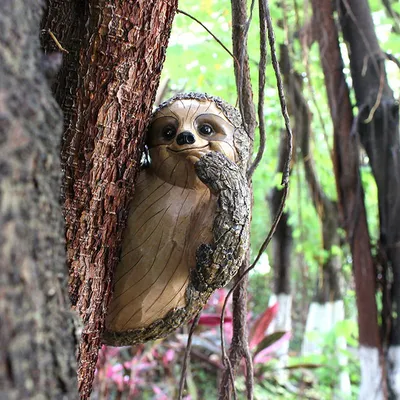 В парке дикой природы Фота «Wildlife» родился детеныш ленивца и Вы можете  деть ему имя