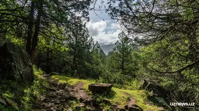 Заповедные леса на фотографиях Нила Бернелла