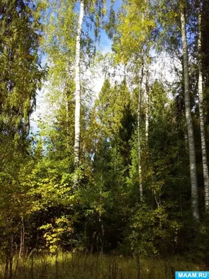 путь через темный лес, фотографии темного леса, лес, темный фон картинки и  Фото для бесплатной загрузки