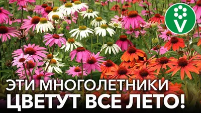 Тёплый июнь.** / Тёплый июнь,лето,цветы,луг