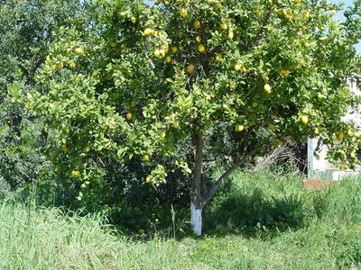 ЛИМОН \"АБХАЗСКИЙ\" (НОВО-АФОНСКИЙ) (Citrus limon \"Abkhazian\")