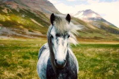 Women and horse | Лошадь и девушка фотография, Фотосессия, Девушка и лошадь