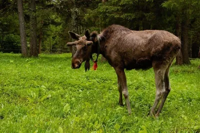 Лось европейский (Alces alces) — Ecocosm