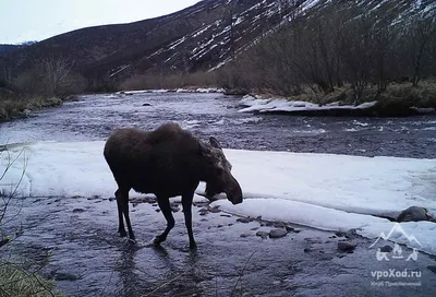 Лось (Alces alces) - Природный парк Олений