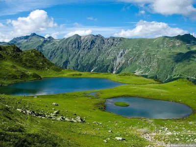 5 лучших и 5 неподходящих цветов для луга в стиле Naturgarten | Сад под  Петербургом | Дзен