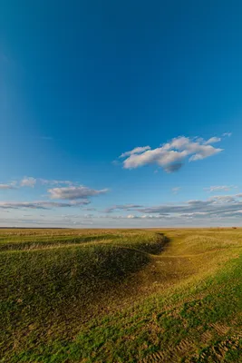 Цветки луга, природа горы, летнее время Фото показывает Ple Стоковое Фото -  изображение насчитывающей сторонника, утро: 116163214