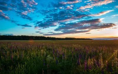 Апрельские луга | Пикабу