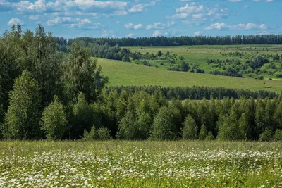 Купить картину Луга в Москве от художника Тагирова Римма