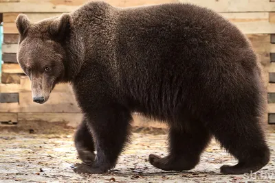 Малайский медведь — Википедия