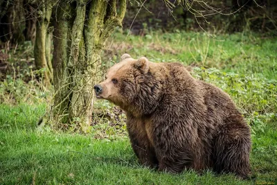 Медведь на темном фоне стоковое фото. изображение насчитывающей природа -  169159678