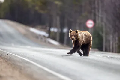 В Уссурийске спасли медвежонка от дачных собак (ФОТО) - PrimaMedia.ru