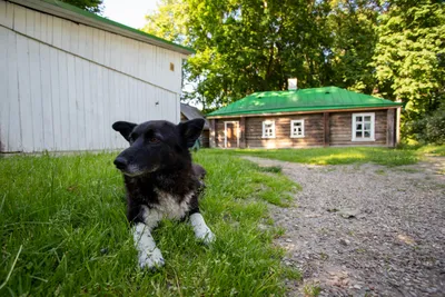 110 самых милых фотографий с выставки собак в Туле - MySlo.ru