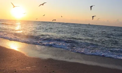 закат в море песчаный пляж с пальмами обои фон, закат солнца, море, пляж  фон картинки и Фото для бесплатной загрузки