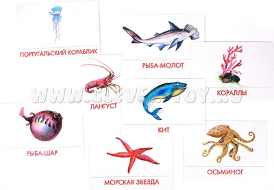 Морские обитатели - купить с доставкой по выгодным ценам в  интернет-магазине OZON (396738936)