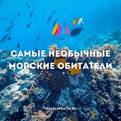 Набор для проведения раскопок Морские обитатели