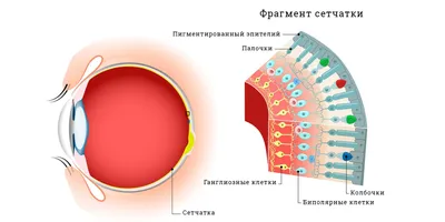 Дальтонизм Исихара тест Зеленый Цвет зрения, ребенок, ребенок, люди png |  PNGEgg