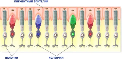 Что такое дальтонизм? | Anton Bulba | Дзен