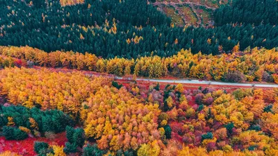 Фон рабочего стола где видно осень, природа, лучи солнца, красные листья на  ветке