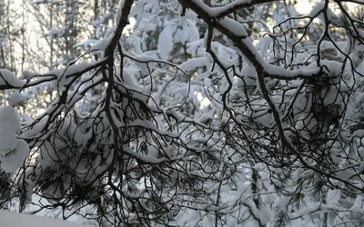 С первым днём зимы, друзья ❄️ Снежок так в тему) Зима пришла по расписанию  ☺️ Хоть я это фото и показывала, сейчас оно как никогда… | Instagram