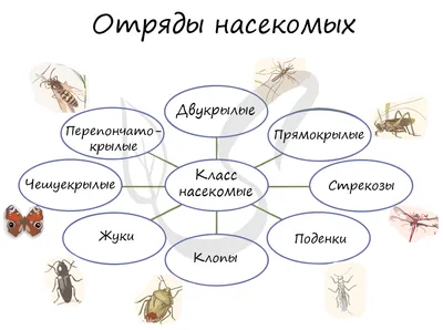 Макросъёмка: фотографируем насекомых | Статьи | Фото, видео, оптика |  Фотосклад Эксперт