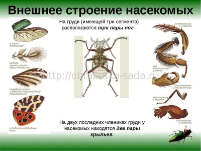 Удивительный мир насекомых - купить в интернет-магазине издательства «Алтей  и Ко»