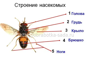 Фотоподборка дня: лучшие снимки насекомых со всего мира — Нож