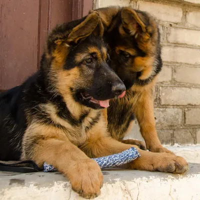 Немецкие овчарки / German Shepherds dog of Armenia