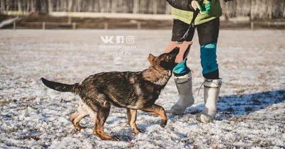 Цвета немецкой овчарки