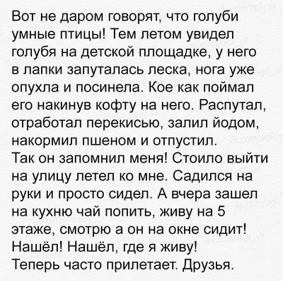 Ищет дом маленькая собачка! Малыш любит людей, обнимашки, целовашки и  внимание! | Домик Мелкашей - приют маленьких собак | Дзен