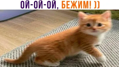 Ой, умора! Они меня Кузей назвали! Соз д а й - с в о юШгом атр и цу- н а -  kot о mat rix.ru / котоматрица / смешные картинки и другие