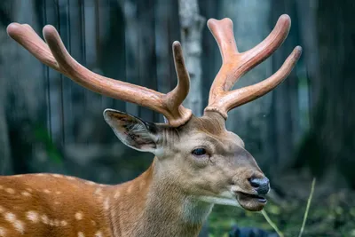 Северный олень (Rangifer tarandus)