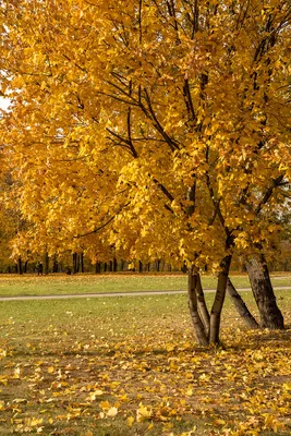 Осень золотая