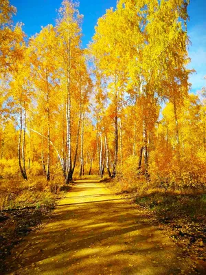 Золотая осень в Москве