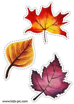 шаблоны осенних листьев для вырезания из бумаги A4 | Leaf template, Fall  leaf template, Autumn leaves