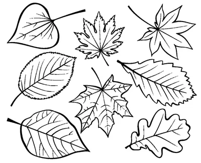 Распечатать бесплатно шаблоны осенних листьев для поделок