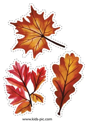 дубовый листок шаблон для вырезания из бумаги | Fall leaf template, Leaf  template, Autumn stickers