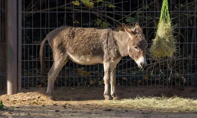 осел, стоковые видео, лицензионные кадры из видеотеки, картинка осла  бесплатно фон картинки и Фото для бесплатной загрузки