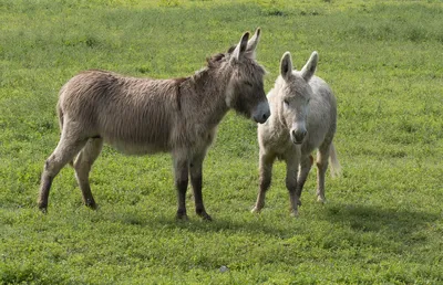 Домашний осел (Equus asinus dom) — Зоопарк «Лимпопо» г. Нижний Новгород –  Нижегородский зоопарк