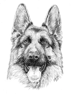 Немецкие овчарки / German Shepherds dog of Armenia