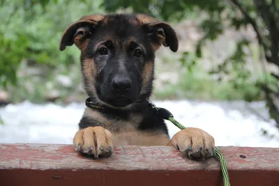 немецкая овчарка щенки немецкой овчарки питомник собак дрессировка  schutzhund продажа щенков воспитание уход shepherds выставки заводчики  Даймантен Шлосс