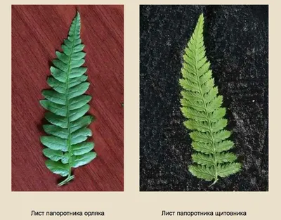 Краснокнижный папоротник обнаружили учёные в Парфинском районе |  Новгородские Ведомости