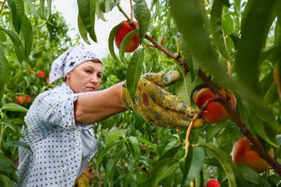 ТОП-6 СОРТОВ ПЕРСИКА для сурового климата