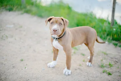 Learn About The American Pitbull Terrier Dog Breed From A Trusted  Veterinarian